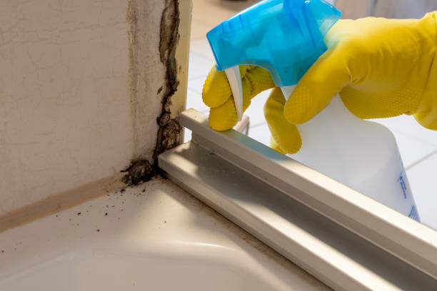 Best Post-Flood Mold Remediation in Malta, IL