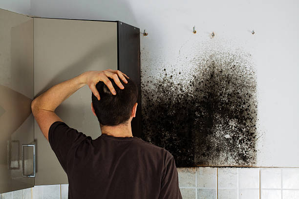 Professional Mold Remediation in Malta, IL