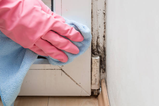 Best Basement Mold Remediation in Malta, IL